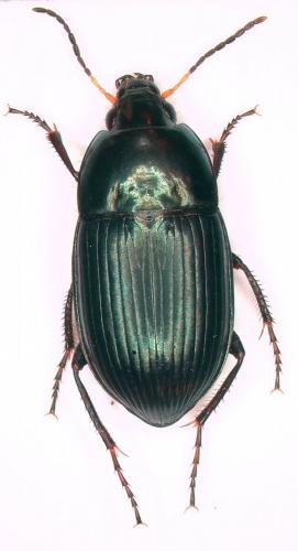 Réf. 260 798 : Amara ovata
